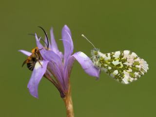 Turuncu Ssl (Anthocharis cardamines)