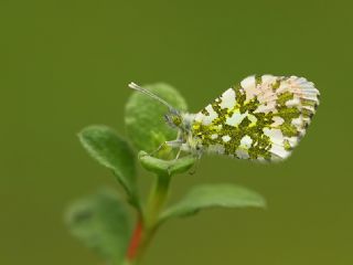 Turuncu Ssl (Anthocharis cardamines)