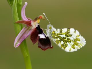 Turuncu Ssl (Anthocharis cardamines)