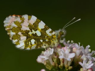 Turuncu Ssl (Anthocharis cardamines)