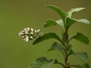 Turuncu Ssl (Anthocharis cardamines)