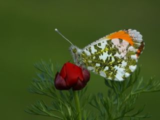 Turuncu Ssl (Anthocharis cardamines)