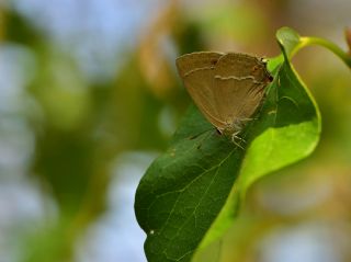 Mormee (Favonius quercus)