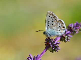 okgzl Hakkari illisi (Polyommatus dezinus)