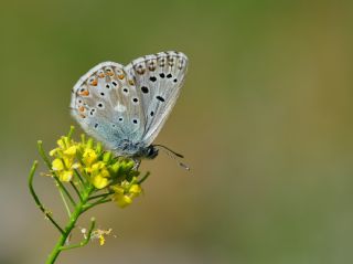 �okg�zl� Hakkari �illisi&nbsp;(Polyommatus&nbsp;dezinus)