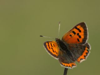 Benekli Bakr Gzeli (Lycaena phlaeas)