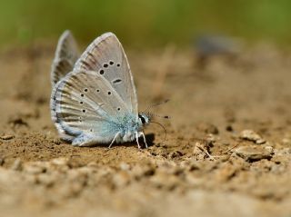 okgzl fikarmon (Polyommatus iphicarmon)