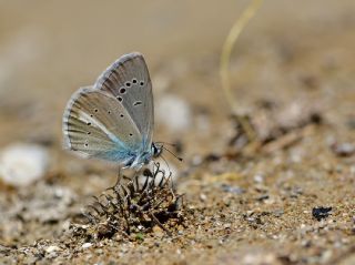 okgzl figenya (Polyommatus iphigenia)