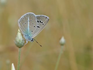 okgzl Surako Mavisi (Polyommatus surakovi)