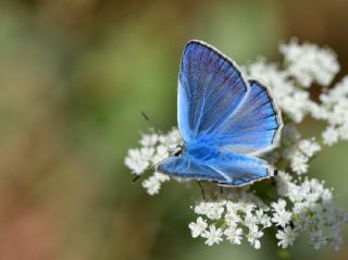okgzl Zap Mavisi (Polyommatus zapvadi)