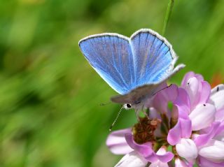 okgzl Zap Mavisi (Polyommatus zapvadi)