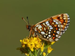 Gzel Amannisa (Mellicta  aurelia)