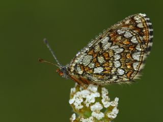 Gzel Amannisa (Mellicta  aurelia)