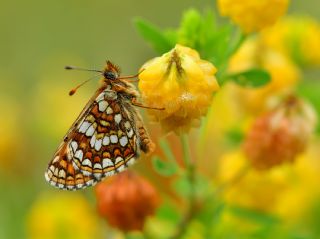 Gzel Amannisa (Mellicta  aurelia)