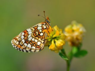 G�zel Amannisa&nbsp;(Mellicta &nbsp;aurelia)