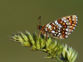 Gzel Amannisa (Mellicta  aurelia)