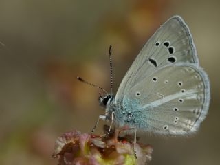 Çokgözlü Kandül Mavisi (Polyommatus kanduli)
