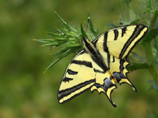 Kaplan Krlangkuyruk (Papilio alexanor)