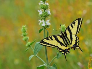 Kaplan Krlangkuyruk (Papilio alexanor)