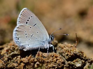 Minik Kupid (Cupido minimus)