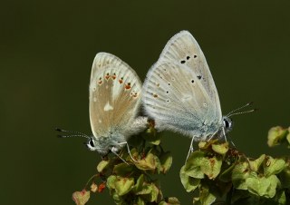 okgzl Turkuvaz Mavisi (Polyommatus dorylas)