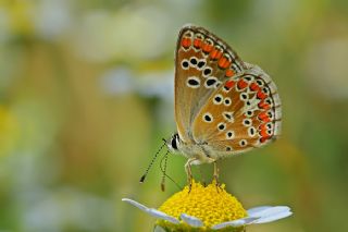 okgzl Esmer (Aricia agestis)