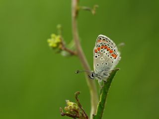 okgzl Esmer (Aricia agestis)