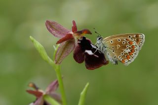 okgzl Mavi (Polyommatus icarus)