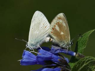 okgzl Turkuvaz Mavisi (Polyommatus dorylas)