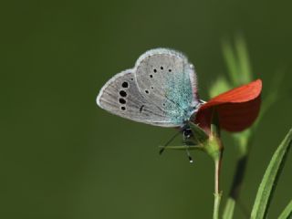 Karagz Mavisi (Glaucopsyche alexis)