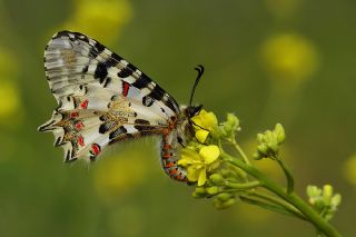 Orman Fistosu (Allancastria  cerisyi)