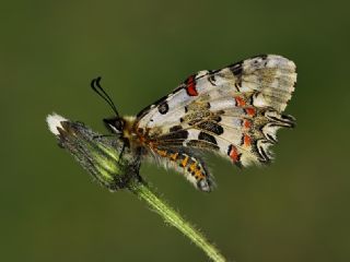 Orman Fistosu (Allancastria  cerisyi)