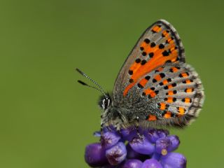 Akbes Gelincii (Tomares nesimachus)