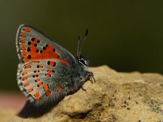 Akbes Gelincii (Tomares nesimachus)