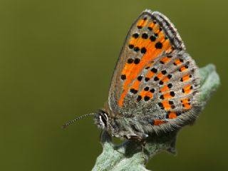 Akbes Gelincii (Tomares nesimachus)