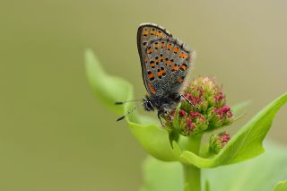 Akbes Gelincii (Tomares nesimachus)