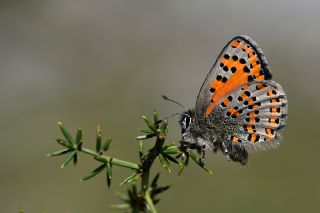 Akbes Gelincii (Tomares nesimachus)