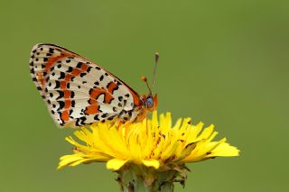 Benekli parhan (Melitaea didyma)