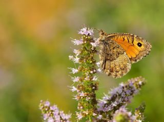 Seyit (Arethusana arethusa)