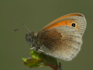 Kk Zpzp Perisi (Coenonympha pamphilus)