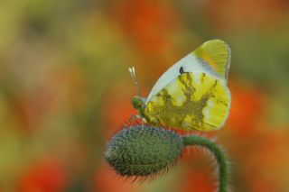 Zegris (Zegris eupheme)