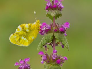 Zegris (Zegris eupheme)