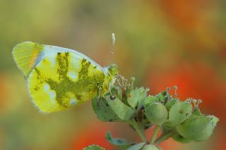 Zegris (Zegris eupheme)