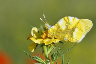 Zegris (Zegris eupheme)