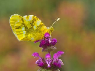 Zegris (Zegris eupheme)