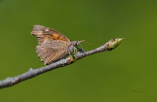 itlembik Kelebei (Libythea celtis)