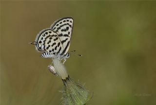 Balkan Kaplan (Tarucus balkanicus)