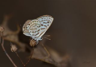 Balkan Kaplan (Tarucus balkanicus)