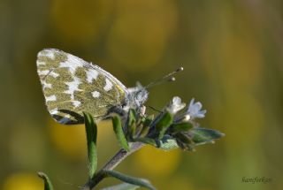 Yeni Beneklimelek (Pontia edusa)