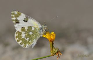 Yeni Beneklimelek (Pontia edusa)